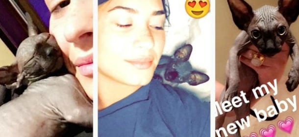 Demi Lovato adotta un gatto senza pelo: così combatte la sua allergia