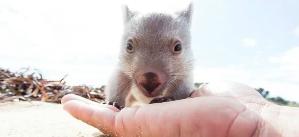 Coccolare il wombat Derek è un lavoro: basta essere maggiorenni e amare gli animali