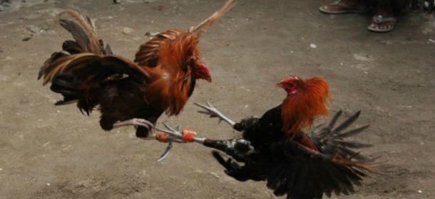 Luigi Pelazza a 'Le Iene' mostra i combattimenti tra galli: "L'animale più crudele? L'uomo"