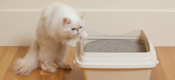 Gatti e lettiere: piccola guida per un acquisto sicuro