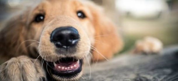 Perché il cane morde il guinzaglio?