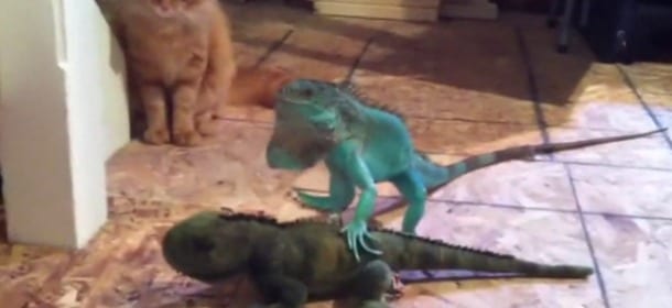 Iguana vs gatto: "Giù le zampe dalla mia fidanzata" [VIDEO]