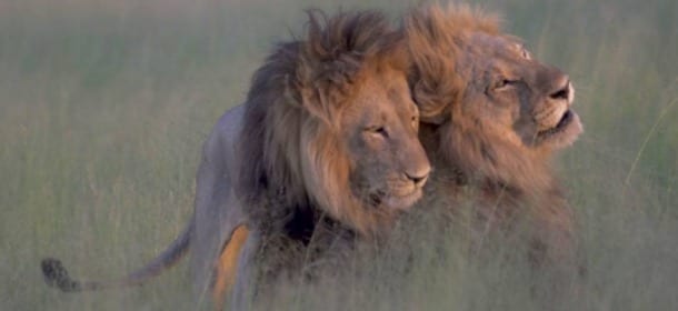 Animali e amore gay: quando il sentimento va oltre il sesso