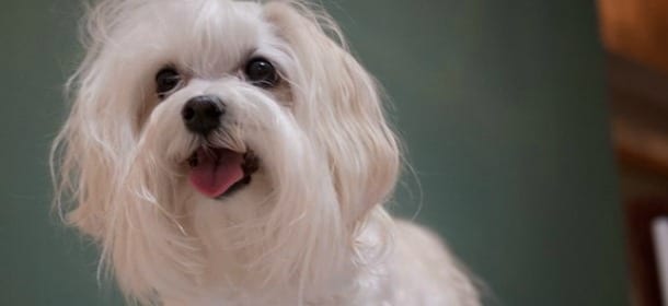 Il fidanzato fa sesso col cane, ma lei lo perdona: "Ha bisogno d'aiuto"