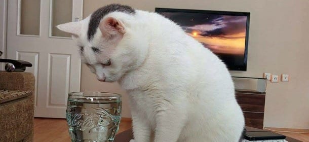 Primo soccorso: 3 consigli per aiutare cani e gatti di casa che hanno bisogno d'aiuto