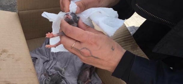 Cuccioli di gatto abbandonati è boom. L'appello è uno solo: "Sterilizzate"