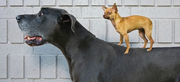 I cani di taglia piccola possono giocare con quelli più grandi?