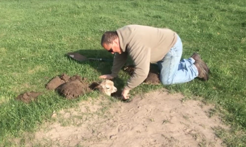Baby Alpaca sparisce per 24 ore: poi la scoperta [VIDEO]