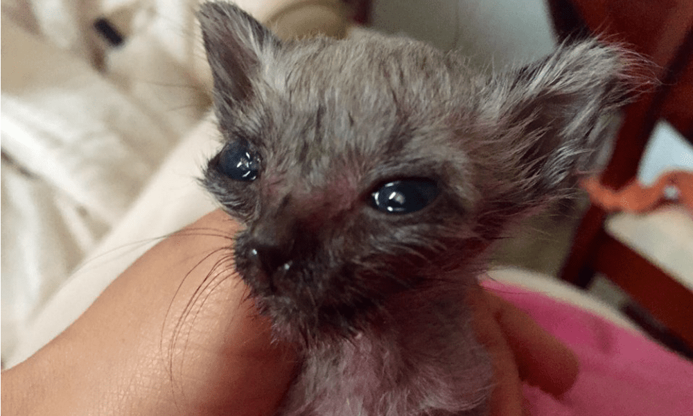 Nicoletta, il gatto pipistrello non c'è più: "Ha combattuto fino alla fine" [ESCLUSIVA]
