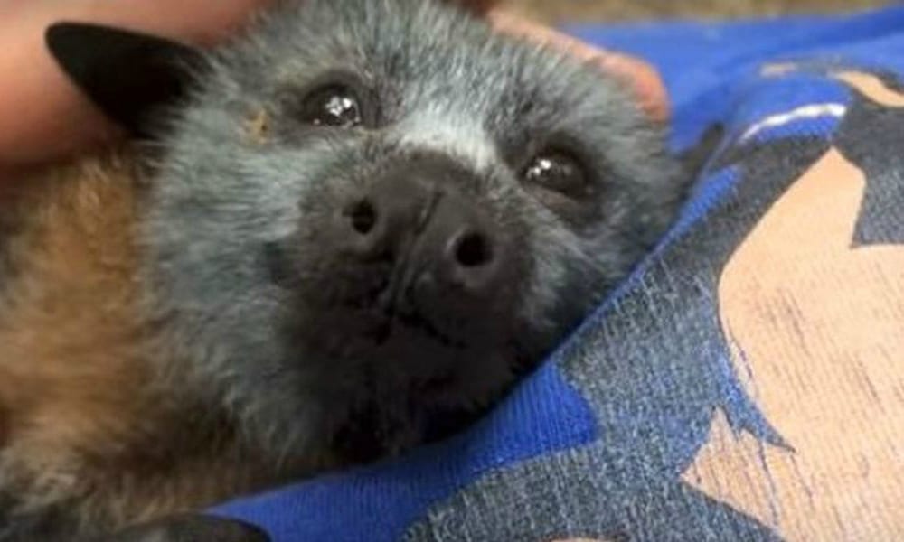 Il tenero pipistrello che ama le coccole