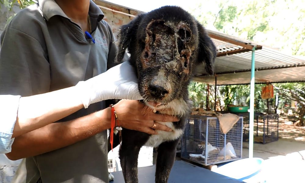 Storie incredibili: il cane senza faccia