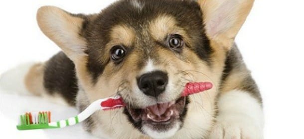 Il dentifricio può uccidere i cani: dagli Usa arriva l'allarme xilitolo