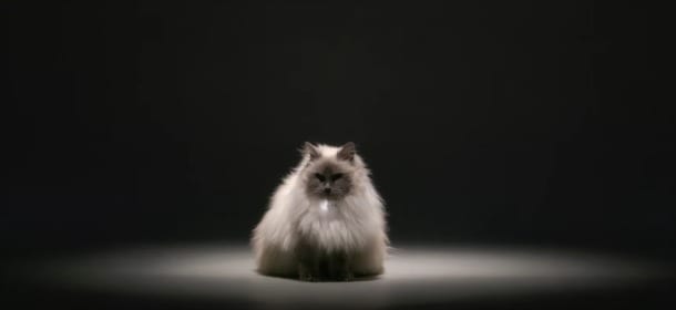 Catterbox: il collare che fa parlare i gatti (insulti inclusi)