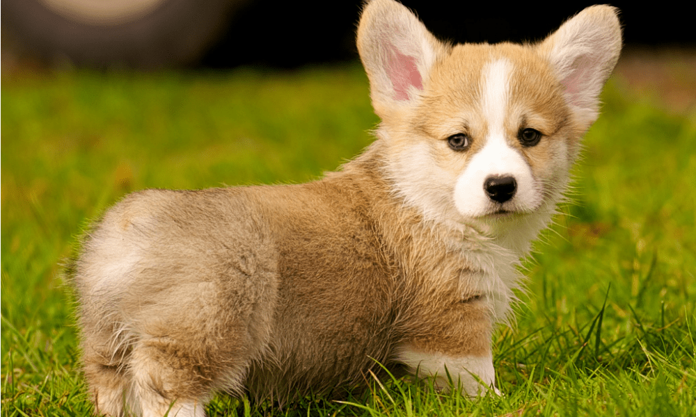 Corgi: 5 motivi per amare i cani preferiti dalla regina Elisabetta