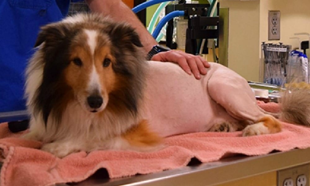 Il cane di 10 anni è paralizzato e sta per essere soppresso: poi la scoperta [VIDEO]