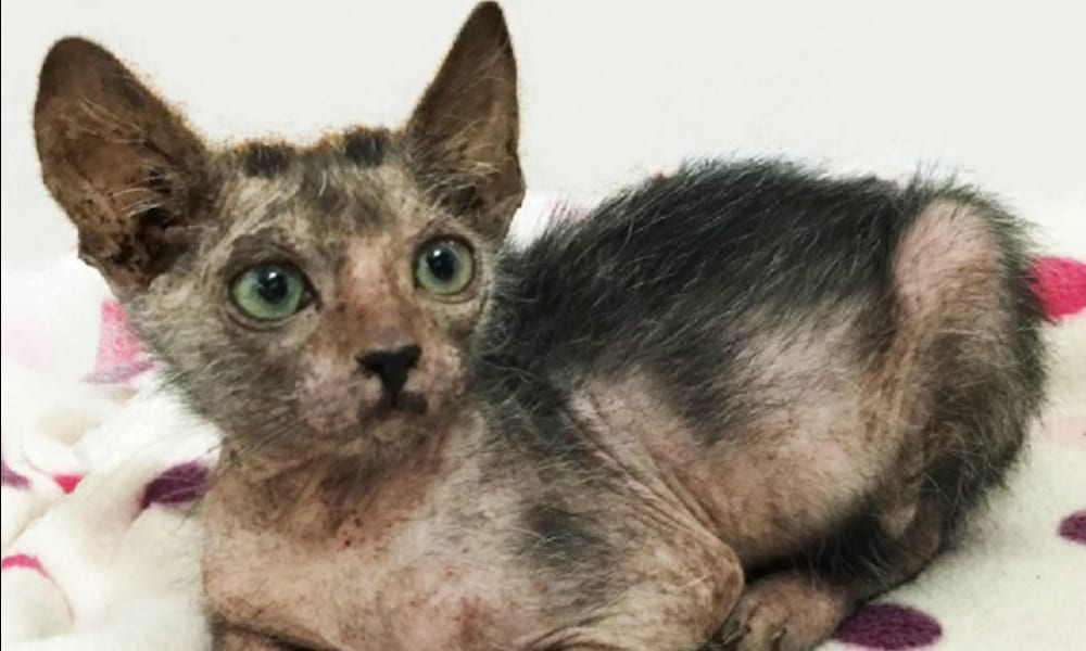 Gatto mannaro trovato in Sudafrica: vale 2.000 dollari