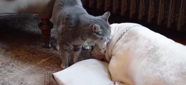Il gatto cerca di svegliare l'amico cane: il finale è esilarante [VIDEO]
