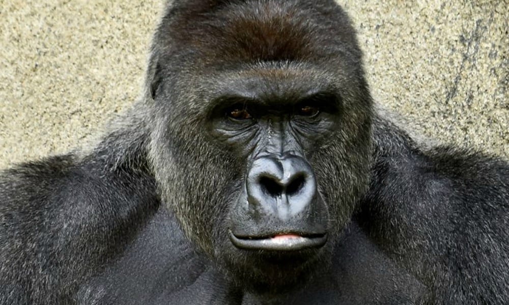 gorilla