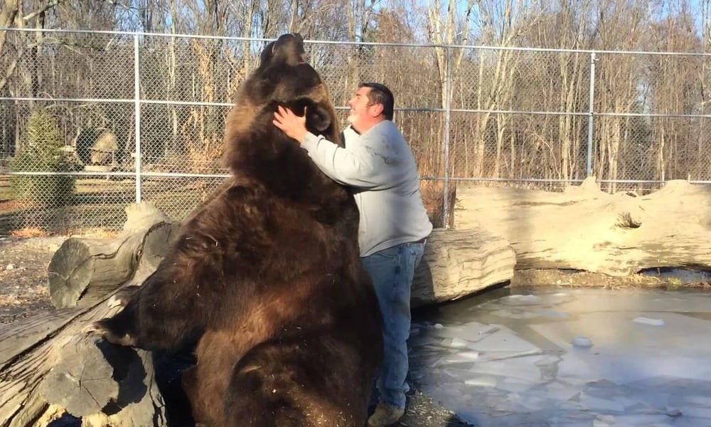 Orso gigante vero on sale