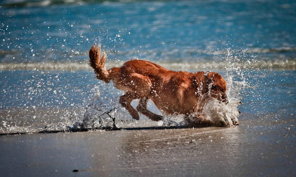 Cani al mare: le migliori spiagge dog friendly in Italia