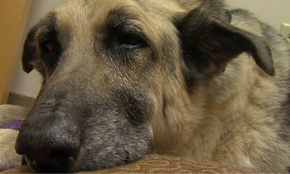cane sepolto vivo guaisce per tre giorni