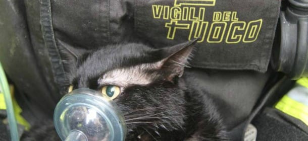 Gatto intossicato dal fuoco: i pompieri lo rianimano con l'ossigeno [VIDEO]
