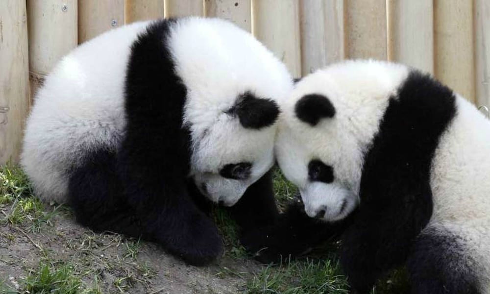 Due panda dispettosi non vogliono prendere la medicina