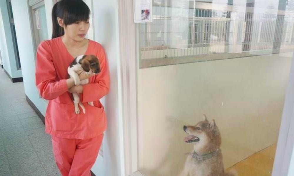 Veterinaria pratica l'eutanasia ai cani randagi: dopo anni di insulti, si toglie la vita