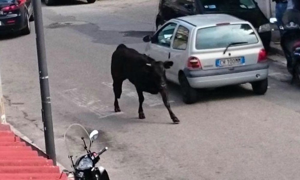 Grande indignazione per la vitella abbattuta a Reggio Calabria
