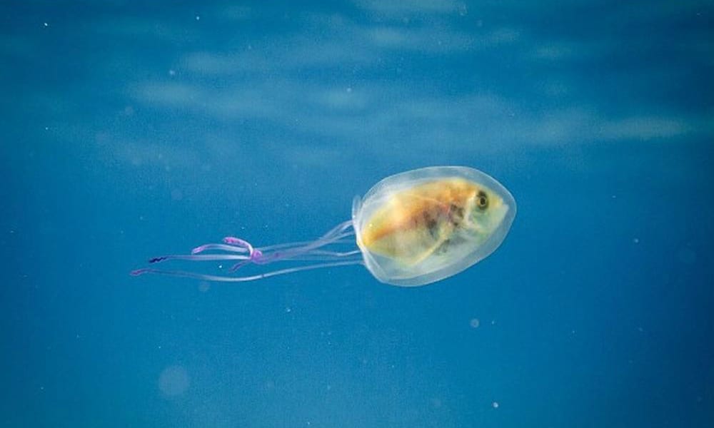 L’incredibile foto di un pesce intrappolato in una medusa