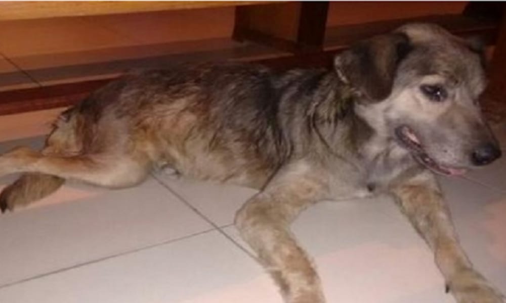 Sacerdote vuole l’eutanasia per una cagnolina rifugiata in chiesa