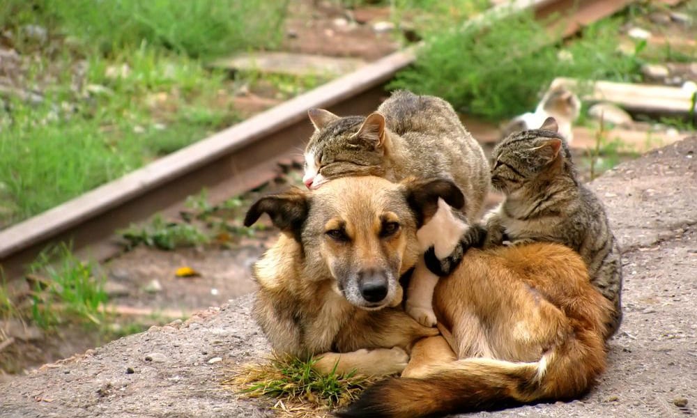 Animali abbandonati: dati sempre più allarmanti