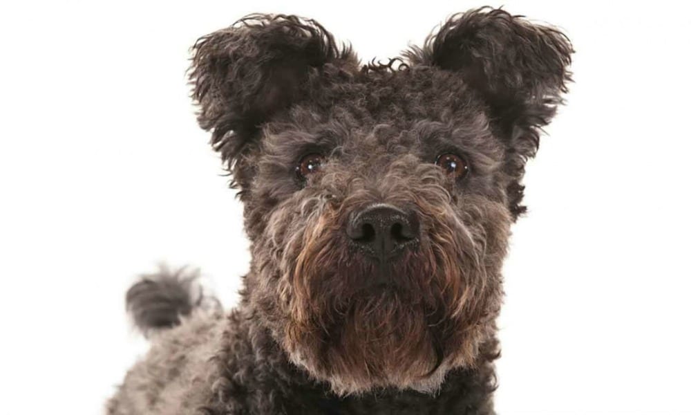 Pumi, la nuova razza di cane che sembra uscita da un cartone animato [FOTO]