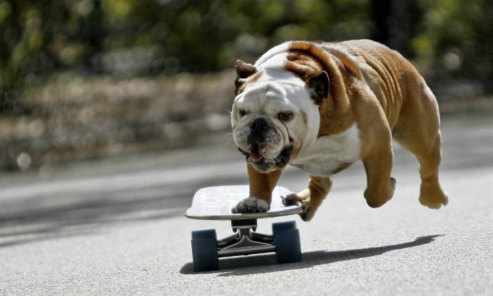 Come insegnare al cane ad andare sullo skateboard