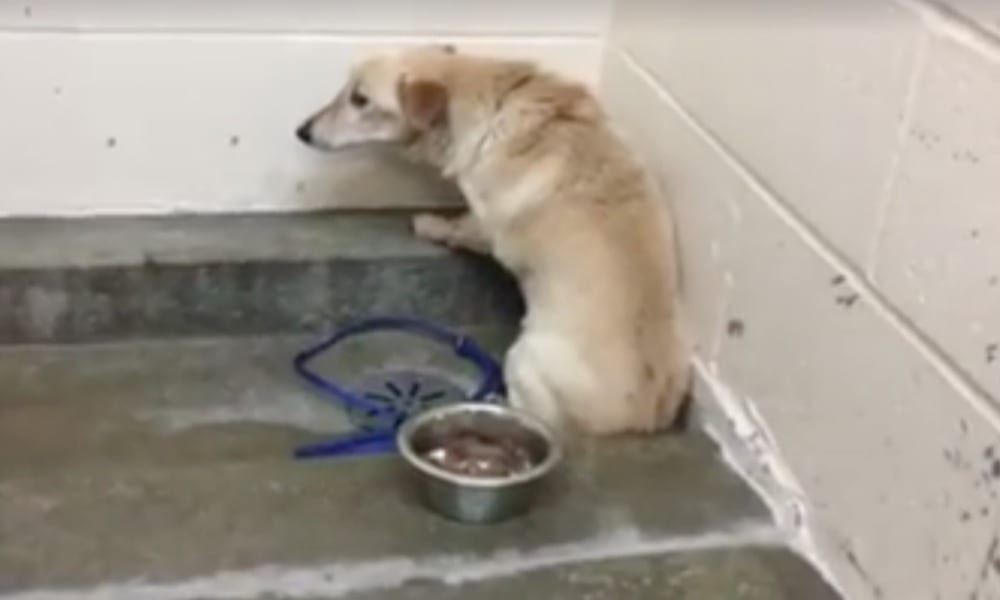 Il cane abbandonato fissa il muro: il motivo spezza il cuore [VIDEO]