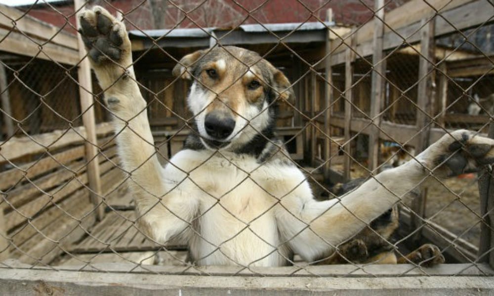 Sindaco progetta lo sterminio di migliaia di cani randagi