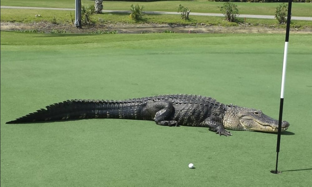 Coccodrillo gigante invade un campo da golf
