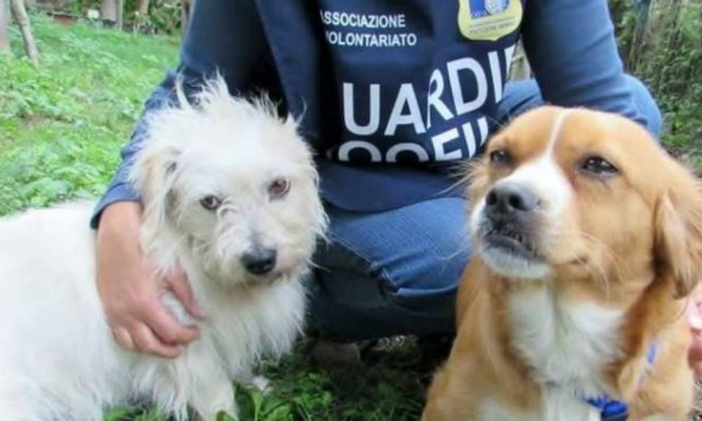Cuccioli sfruttati a scopi di accattonaggio