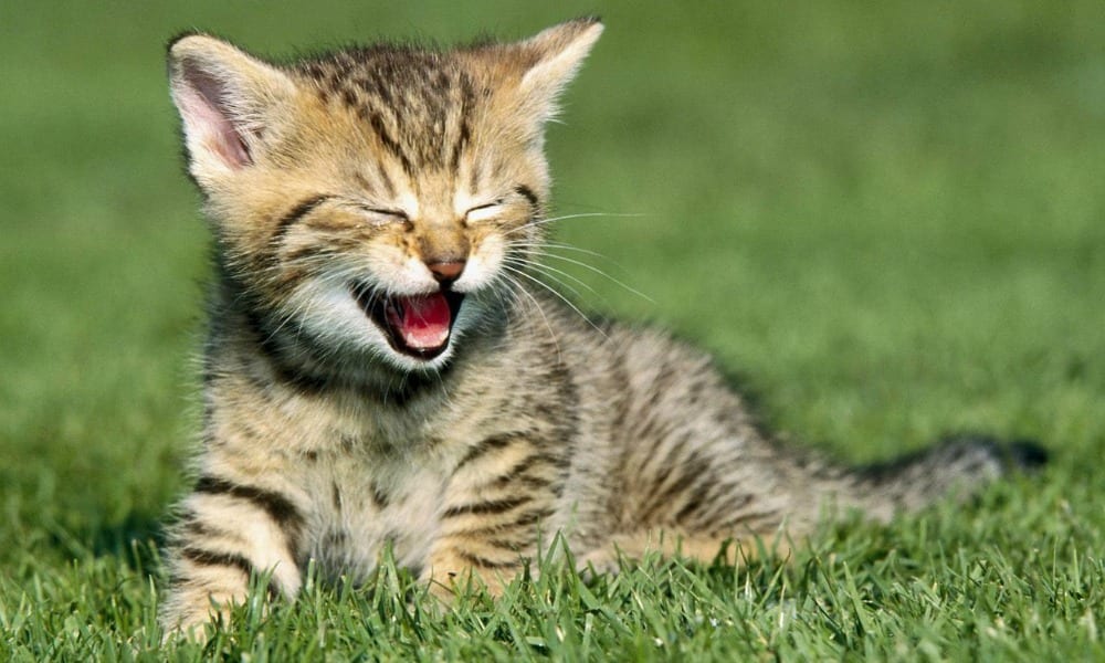 L’Esperto risponde: gastroenterite nel gatto, sintomi e cure