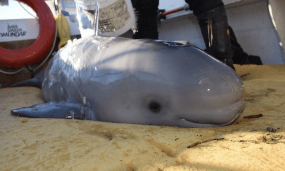 Ragazzini salvano un cucciolo di balena: a riva da solo rischiava di morire [VIDEO]