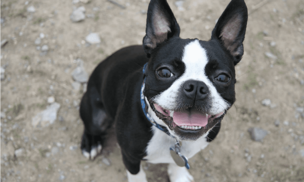 Boston Terrier, il cane ideale in ogni situazione [FOTO]
