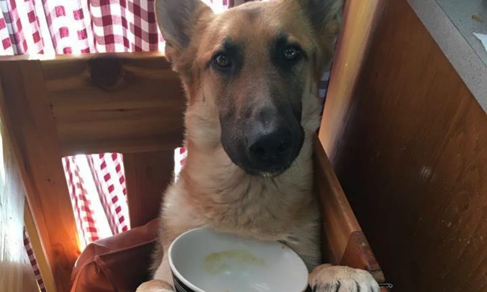 Il cane non riesce a mangiare come gli altri: una donna trova la soluzione