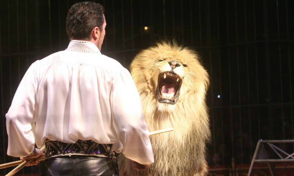 Circo Medrano condannato: 8 mesi al titolare per maltrattamento animali
