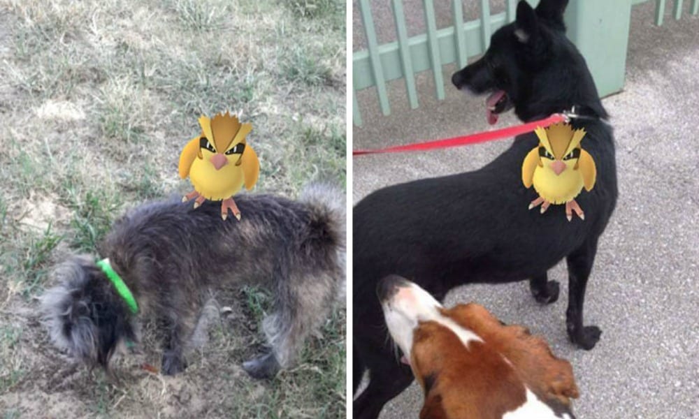 Cani e Pokemon insieme nella vita reale? Provare per credere