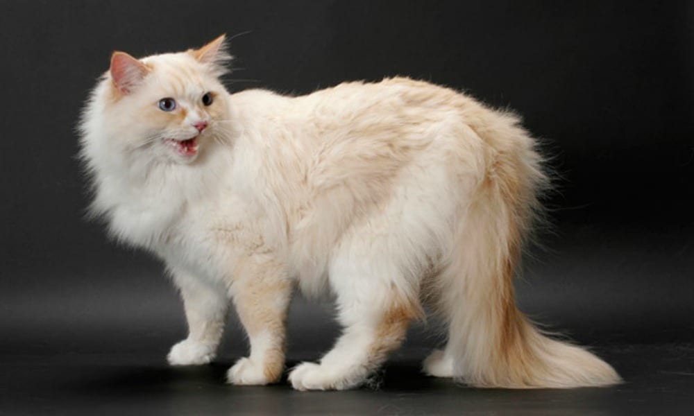 Ragamuffin, il gatto che ha più bisogno di coccole [FOTO]