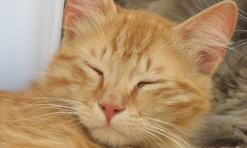 L’esperto risponde: come prendersi cura di un gatto cieco
