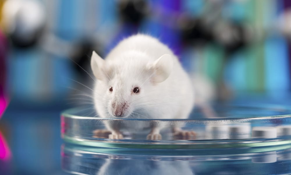 Lav shock: 90.000 animali uccisi ogni anno per le creme anti rughe