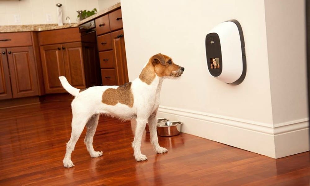 PetChatz lo smartphone per cani che funziona davvero [VIDEO]