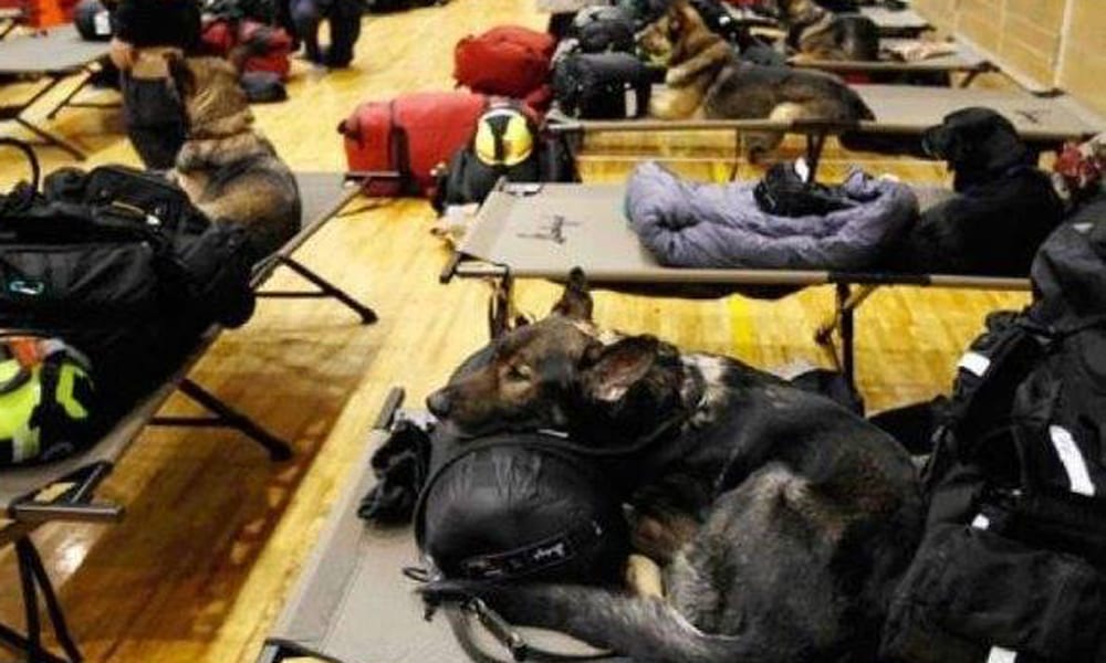 Emergenza terremoto: i cani eroi scavano tra le macerie
