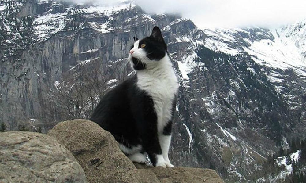 La curiosa vicenda del gatto-eroe che salva uno sciatore che si era perso tra le montagne